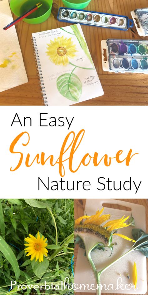 Try this fun and easy sunflower nature study in your homeschool! Plus some tips for simple nature study and nature journaling. #homeschool #homeschooling #Charlottemason #naturestudy Sunflower Unit Study, Botany Unit Study, Gardening Homeschool, Homeschool Journaling, Fall Nature Study, Teaching Seasons, Art Montessori, Nature Club, August Themes