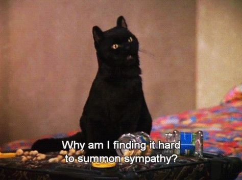 And you understand how things could always be worse — at least you have someone to commiserate with. | 31 Things That Happen When You Look For A Job Salem Saberhagen, Black Cat, Bed, Water, Quotes, Black