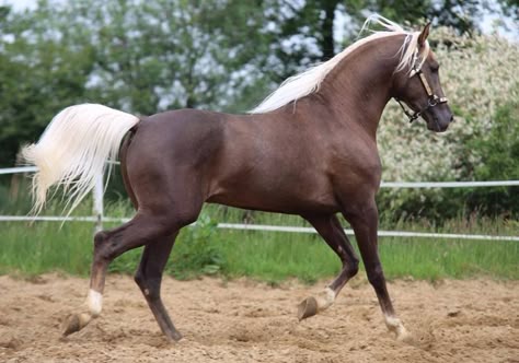 Chocolate Palomino Chocolate Palomino Horse, Corrine Huden, Chocolate Palomino, Palomino Horses, Unusual Horse, Beautiful Horses Photography, Palomino Horse, American Quarter Horse, Most Beautiful Horses