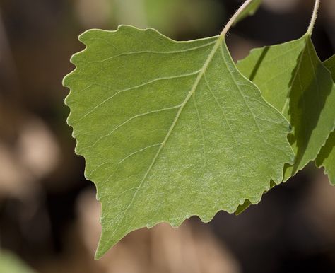 Fremont Cottonwood Leaf, Populus fremontii, Cottonwood Spring, Joshua Tree National Park, California Cottonwood Leaf Tattoo, Cottonwood Tree, Cottonwood Leaf, Space Tattoo, Leaf Images, Leaf Drawing, Tree Leaves, Joshua Tree National Park, All About Plants