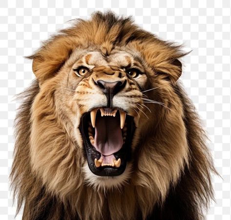 Lion Angry, Lion Roaring, Angry Lion, Lion Roar, Roaring Lion, Lion Images, Lion Head, Reference Photos, Beautiful Nature Scenes