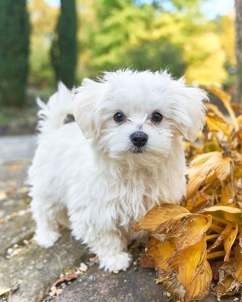 Here are 32 small dogs who make great companions for those who live in apartments or condos. Bolognese Dog Puppies, Bichon Bolognese, Miniature Maltese, Mini Maltese, Bolognese Dog, Italian Dogs, Cute Small Dogs, Toy Dog Breeds, Teacup Maltese