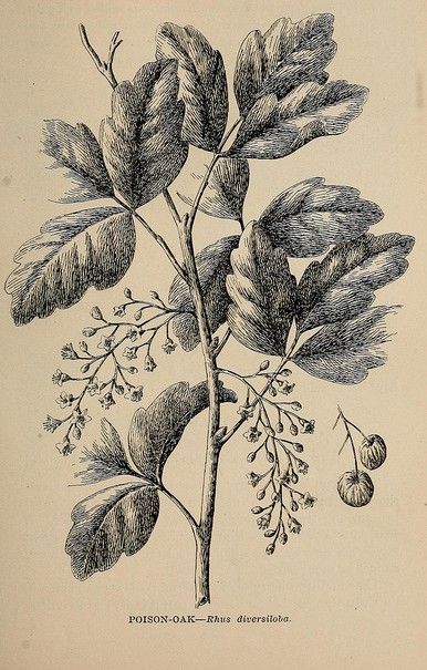 Poison Oak (syn. Rhus diversiloba) Poison Oak Plant, Back Of Leg Tattoos, Poison Oak, Skateboard Art Design, Art Nouveau Illustration, Plant Drawing, Scientific Illustration, Skateboard Art, Botanical Drawings