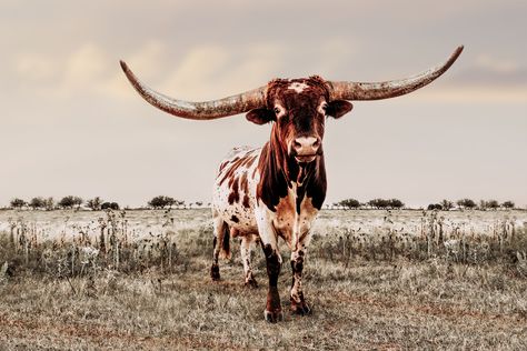 Texas Longhorn bull canvas or photo print. Western home decor cow wall art in farmhouse colors.  Large print available in barnwood frames. Longhorn Canvas, Western Aesthetic Wallpaper, Longhorn Bull, Longhorn Cattle, Western Photo, Longhorn Cow, Western Photography, Cow Wall Art, Western Home