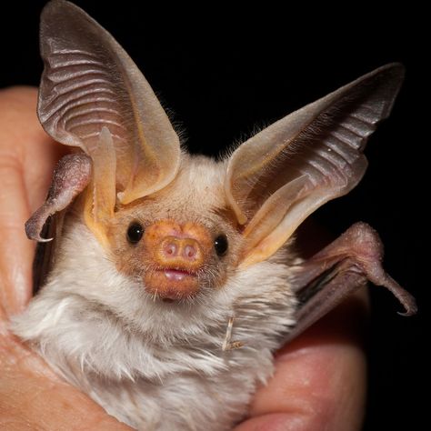 Pallid Bat. Bat Poses, Pallid Bat, Bat Species, Baby Bats, Cute Bat, Creatures Of The Night, Creature Design, Beautiful Creatures, Animal Kingdom