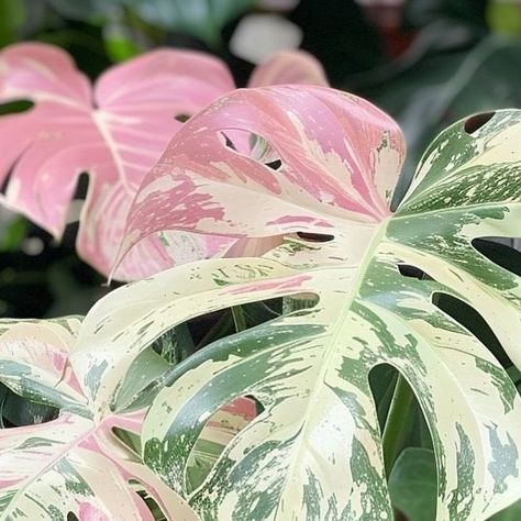 HousePlantParadise on Instagram: "Rarest Pink Variegated #Monstera 🩷 It’s the most rare because it doesn’t exist! This is actually ai-generated. The realism and believability shocked me!  Would you buy this if it existed? 📸: @foxeras_plants" Pink Monstera Plant, Pink Monstera, Variegated Monstera, Patio Flowers, Plant Growing, Growing Plants Indoors, Plants Indoor, Indoor Flowers, Monstera Plant