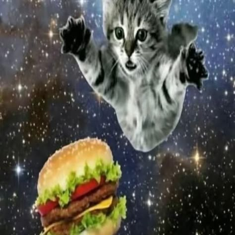 Space Car, Silly Kitties, Galaxy Cat, Nyan Cat, Cats Pictures, Silly Cats Pictures, Silly Images, Silly Animals, Silly Pictures