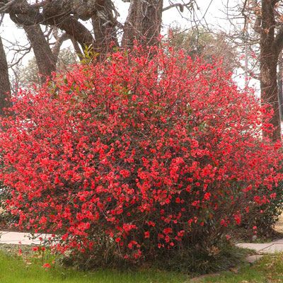 Old Heirloom Sees a Comeback - Neil Sperry's GARDENS Quince Bush Shrubs, Japanese Quince Shrub, Quince Plant Shrubs, Flowering Quince Landscape, Flowering Quince Shrub, Quince Plant, Quince Bush, Quince Shrub, Border Landscaping