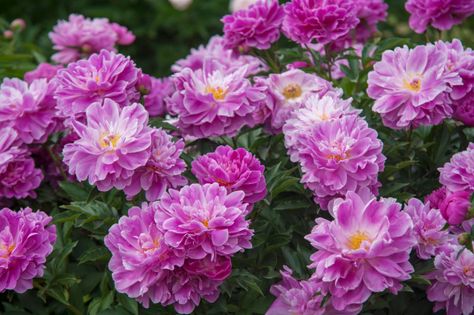 Northeast gardeners face unique conditions—cold winters and humid, hot summers. Here are 10 flowers that are ideal for gardens in the Northeast. White Perennial Flowers, Deer Resistant Annuals, Fall Blooming Flowers, Rose Companion Plants, Hardy Mums, Flowering Perennials, Deer Resistant Perennials, Garden Flowers Perennials, Columbine Flower