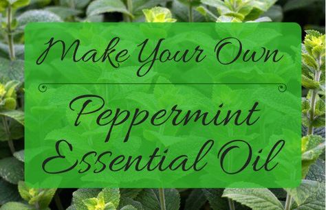 How To Make Homemade Perfume, Peppermint Plants, Essential Oil Distiller, Homemade Perfume, Essential Oils For Babies, Essential Oil Extraction, Mint Essential Oil, Making Essential Oils, Mint Oil