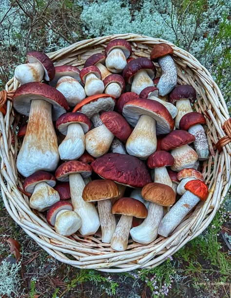 Falling In Love In October, Witches In The Woods, Dark Academia Autumn, Mushroom Picking, Mushroom Cottage, Gloomy Weather, Mushroom Fungi, Fun With Friends, Mushroom Design