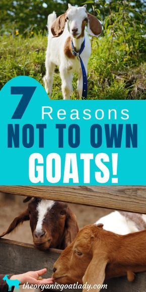 Goat Playground, Keeping Goats, Urban Chicken Farming, Goat Shed, Goat Pen, Baby Chicks Raising, Pet Goat, Nubian Goat, Goat Herding