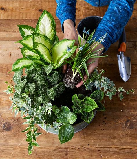 Dish Gardens, Cozy Garden, Growing Bulbs, Plants Ideas, Container Gardening Flowers, Dish Garden, Spring Flowering Bulbs, Plant Ideas, Plant Decor Indoor