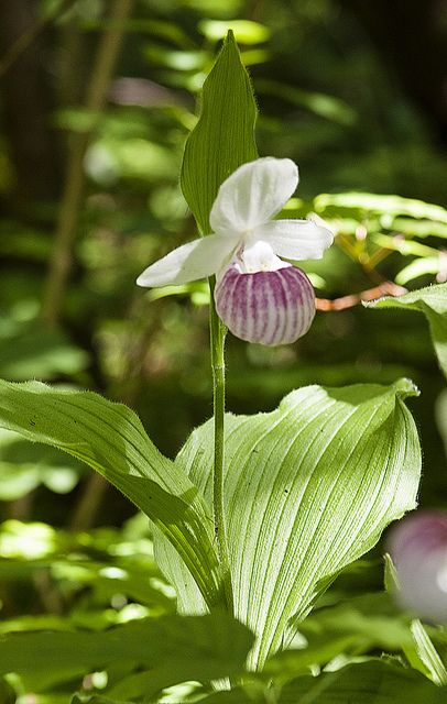 Lady Slipper Flower, Garden Wildflowers, Slipper Orchid, Enchanted Gardens, Lady Slipper Orchid, Lady Slipper, Woodland Plants, Flower Landscape, Unusual Flowers