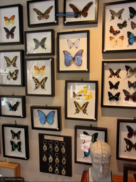 Butterfly love - place a collection of what you love on the walls, shells look really nice too, just get the wider frames with raised glass. Baterflay Aesthetic, Butterflies Frame, Beruang Grizzly, Bug Taxidermy, Taxidermy Decor, Butterfly Taxidermy, Office Gallery Wall, Butterfly Love, Beautiful Butterfly Photography