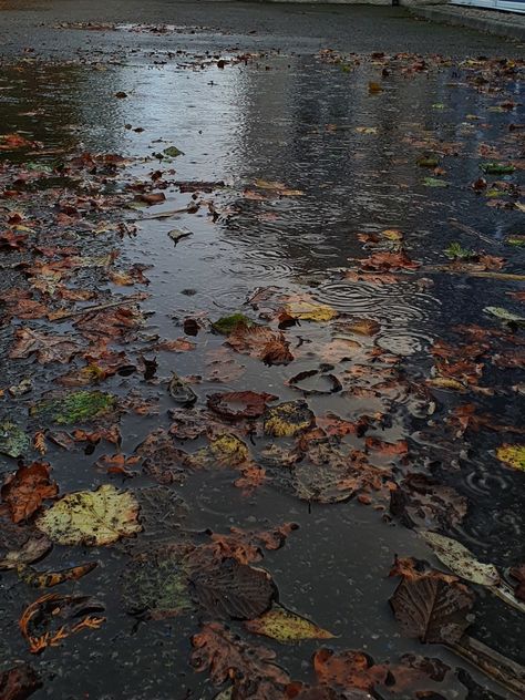 Leaves, rain, rain drops, puddle, aesthetic, autumn Fall Homescreen, Moody Autumn, Fall Mood Board, Autumn Rain, Shotting Photo, Dark Autumn, Season Of The Witch, Fall Feels, Foto Ideas Instagram