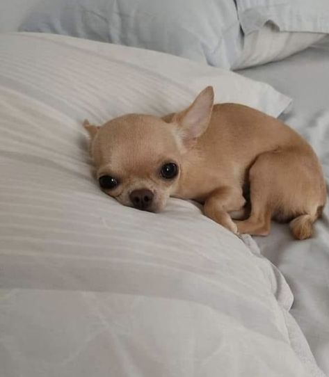 Tiny Dog Aesthetic, Chiuaua Dog, Chihuahua Short Hair, Aesthetic Chihuahua, Chihuahua Aesthetic, Applehead Chihuahua, Puppies Chihuahuas, Chiwawa Puppies, Fawn Chihuahua