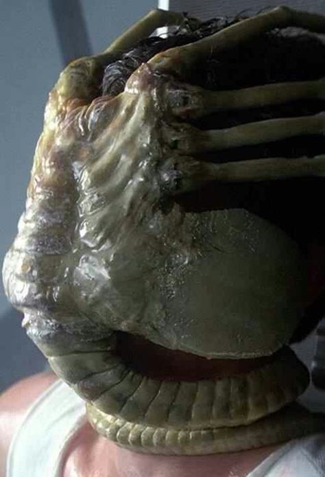 Face Hugger (alien) Face Hugger, Giger Alien, H.r. Giger, Alien Isolation, Alien 1979, Alien Face, Pet Sematary, Aliens Movie, Ridley Scott