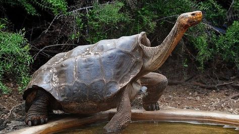 Diego the tortoise, 100, has fathered around 800 offspring on his native… Tortoise Reference, Old Tortoise, Radiated Tortoise, Stone Garden Statues, Interesting Animal, Diego Go, Go Diego Go, Sulcata Tortoise, Panda Animal