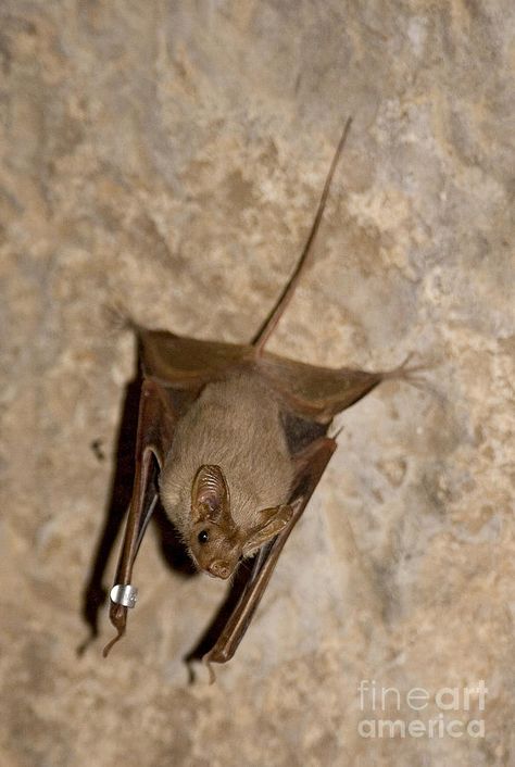 Muscat mouse-tailed bat (Rhinopoma muscatellum) Bat Tail, Bat Images, Bat Species, Northern Africa, Baby Bats, Beautiful Creatures, Mammals, Earn Money, Baby Animals