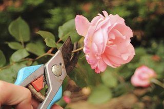 How to Root a Rose Bush Clipping | eHow Deadheading Roses, Rose Cuttings, Yucca Plant, Rose Care, Organic Vegetable Garden, Types Of Roses, Growing Roses, Growing Fruit, Rose Bush