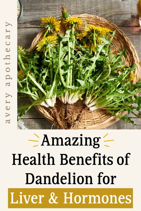 Harness the natural goodness of dandelion for a healthier you: Explore its incredible benefits for hormone balance and liver function, paving the way for holistic wellness. Benefits Of Dandelion, Dandelion Benefits, Dairy Free Breastfeeding, Liver Function, Healthy Hormones, Magical Herbs, Herbal Apothecary, Hormone Balance, Herbal Magic