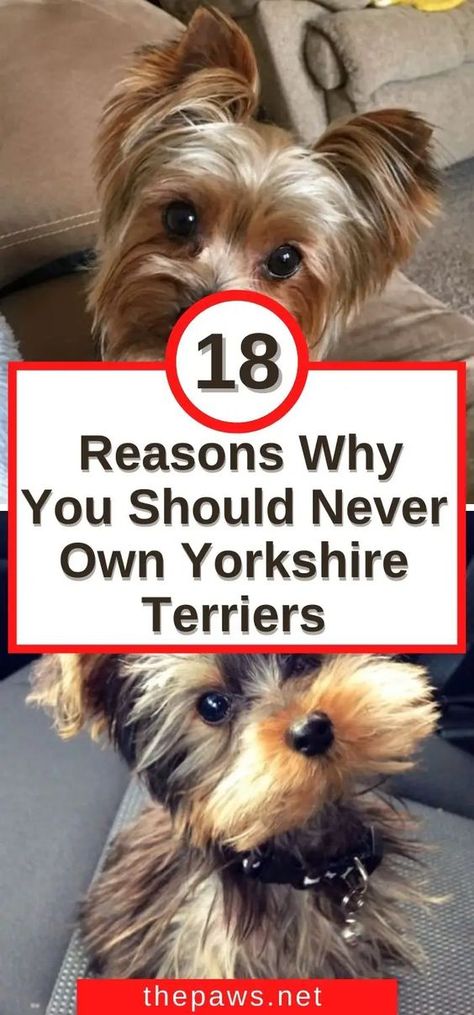 Reasons Why You Should Never Own Yorkshire Terriers Baby Yorkie Puppies, Biewer Yorkie Haircut, Cute Yorkie Puppies, Yorkshire Terrier Haircuts, Grey Yorkie, Yorkshire Terrier Haircut Hairstyles, Short Yorkie Haircut, Yorkie Grooming Styles, Haircuts For Yorkies