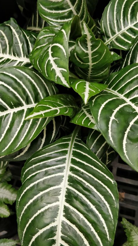 Zebra Plant 🥰😍🤩 Statement Plants, Thigh Tat, Plants Aesthetic, Zebra Crossing, Zebra Plant, Organic Art, Indoor Jungle, Plant Wallpaper, Plant Aesthetic