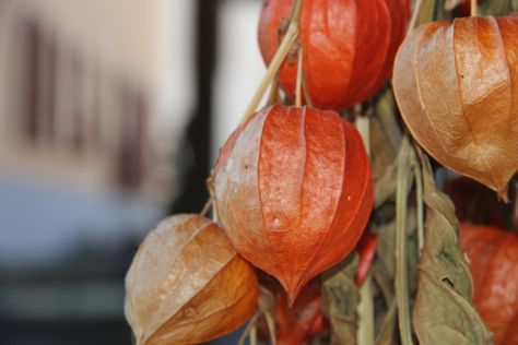 Gooseberry Fruit, Gooseberry Plant, Cape Gooseberry, Golden Yellow Color, Grow Vegetables, Organic Matter, Plant Needs, Healthy Plants, Growing Vegetables