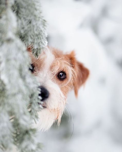 Dog Photography Winter, Christmas Dog Photography, Holiday Pet Photos, Christmas Pet Photos, Dog Christmas Photos, Dog Christmas Pictures, Dog Day Afternoon, Dog Photoshoot, Snow Dogs