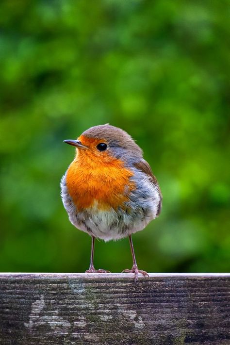 Robin Photos, Robin Red Breast, Arte Doodle, Robin Redbreast, Paper Bird, Robin Bird, Bird Artwork, Animal References, Nature Birds