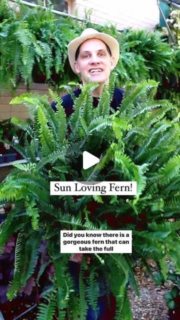 Farmshenanigans Wesley Turner on Instagram: "Did you know there’s a Sun Loving Fern!? Meet the Kimberly Queen fern. Have you ever grown this fern?.
.
.
.
.
#hardyplants #gardendesign #landscape #kimberlyqueenfern #containergardening" Kimberly Fern, Kimberly Queen Fern, Fern Garden, Fern Flower, Ferns Garden, Hardy Plants, Flower Beds, Container Gardening, Have You Ever