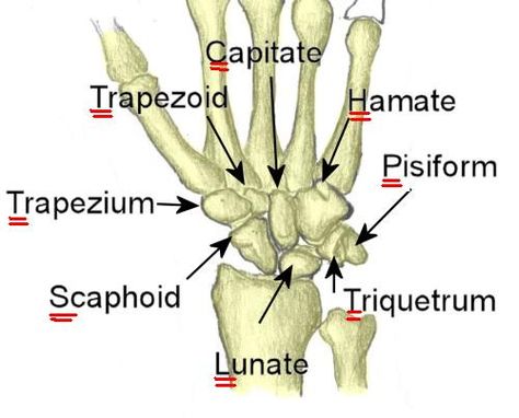 Some lovers try positions that they can't handle Scaphoid, lunate, triquetrum, pisiform, trapezium, trapezoid, capitate, hamate Hand Bone Anatomy, Carpal Bones, Radiology Schools, Small Bones, Radiologic Technology, Anatomy Bones, Radiology Technologist, Muscle Anatomy, Rad Tech