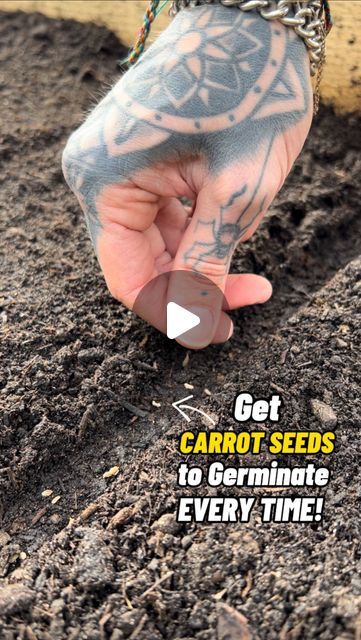 Get Carrots to Germinate Every time! 🥕👍🏻  I love growing carrots from seed, but they are one of the only crops I direct sow stra... | Instagram Carrot Seeds Planting, How To Plant Carrots From Seeds, How To Grow Carrots From Seeds, Planting Carrots From Seed, How To Grow Carrots, Carrot Planting, Growing Carrots From Seed, Planting Carrots, Carrot Garden