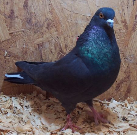 Roller Pigeons For Sale Pigeons For Sale, Blue Bar, Genetic, Pigeon, Birmingham, For Sale, Animals, Quick Saves