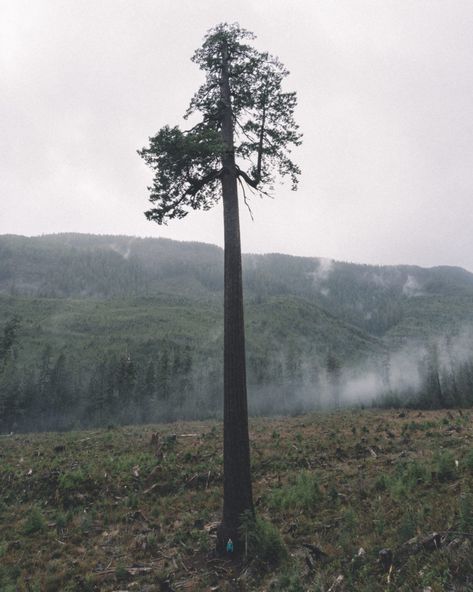 Port Renfrew, Alaska Highway, Olympic Mountains, Back Road, Super Natural, Instagrammer, Amazing Photos, Vancouver Island, Vacation Travel