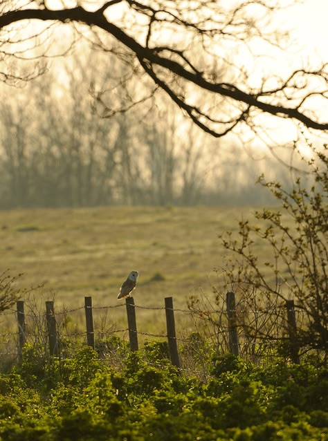 Earth Witch, Australia Landscape, Country Fences, Outdoor Wood, Country Farm, Barn Owl, Country Life, Farm Life, Country Living