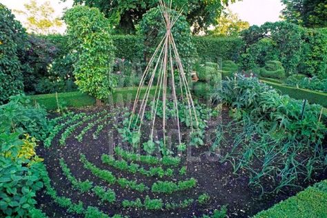 How pretty! Love this idea! Instead of a water feature this year - or maybe any year(!) I'm thinking a huge homemade trellis of beans and climbing flowers. Flower Booth, Garden Supports, Spiral Garden, Planting Plants, Micro Farm, Enchanted Gardens, Kitchen Gardens, Climbing Flowers, Herb Garden Design