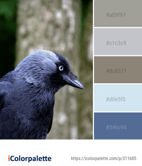 Color Palette Ideas from Bird Beak Fauna Image Crow Beak, Color Palette Theme, Graphics Design Inspiration, American Crow, Bird Beaks, Colors Inspiration, Color Palette Ideas, Color Palette Inspiration, Tattoo Board