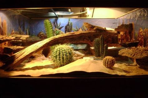 Diy Bearded Dragon Enclosure, Bearded Dragon Vivarium, Bearded Dragon Terrarium Ideas, Dragon Terrarium, Diy Reptile, Bearded Dragon Diy, Bearded Dragon Terrarium, Bearded Dragon Enclosure, Bearded Dragon Cage