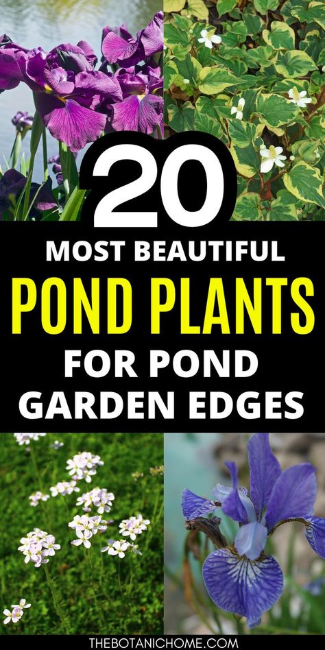 A serene natural pond framed by diverse bog plants and lush water garden plants, showcasing creative garden pond design. Natural Ponds Backyard, Small Garden Ponds Ideas, Natural Pond Ideas, Garden Ponds Ideas, Natural Ponds, Ponds Ideas, Water Garden Plants, Ponds For Small Gardens, Bog Plants