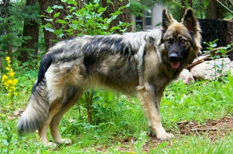 American Alsatian Utonagan Dog, American Alsatian, Belgian Dog, American Indian Dog, Indian Dog, Dear Prudence, Alsatian Dog, Awesome Animals, Beautiful Wolves