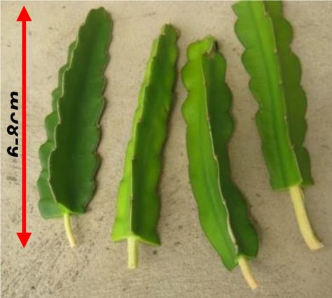 How to Plant Dragon Fruit Cuttings Propagating Dragon Fruit, Dragon Fruit Propagation, How To Plant Dragon Fruit, Growing Dragon Fruit, Plant Dragon, Dragon Fruit Farm, Dragon Fruit Varieties, How To Grow Dragon Fruit, Como Plantar Pitaya