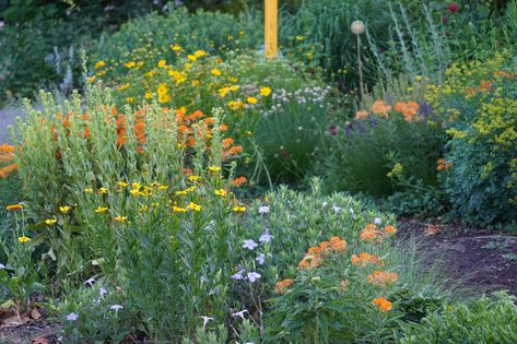 Easy Ways to Turn Your Yard into a Sustainable Landscape | Yardzen Sustainable Landscape, Low Water Plants, Habitat Garden, Low Water Gardening, Urban Heat Island, Pollinator Plants, Sustainable Landscaping, Short Plants, Front Lawn