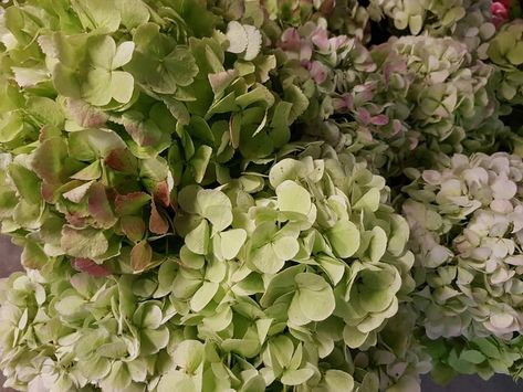 Hydrangea ‘Antique Green’ Hydrangea And Russian Sage, Green Hydrangea Wedding Bouquet, Green Hydrangea Centerpiece, White Green Hydrangea, Antique Hydrangea Wedding, Green Hydrangea Bouquet, Fairytale Bride Hydrangea, Antique Hydrangea Centerpiece, Hydrangea Centerpiece Wedding