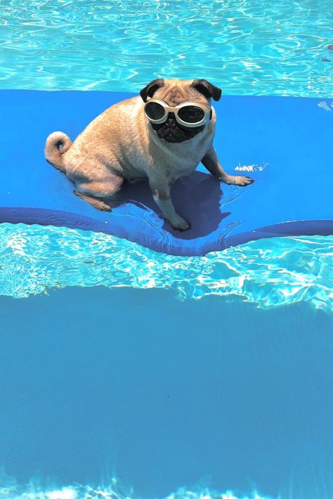 Cute Pug Aesthetic, Pug Pics, Pug Wallpaper, Summer Aesthetics, Baby Pugs, Pug Pictures, Dream Dog, A Pug, Pug Puppies