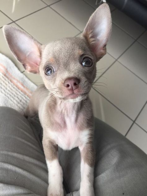 Chihuahua mix puppy Psy Chihuahua, Chihuahua Breeds, Baby Chihuahua, Chihuahua Puppy, Bulldog Francese, Teacup Chihuahua, Chihuahua Lover, Super Model, Cute Chihuahua