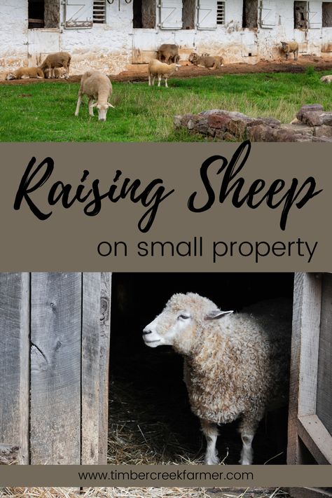 Sheep Enclosure Ideas, Sheep Paddock Ideas, Sheep Pasture Ideas, Sheep Shed Ideas, Sheep Enclosure, Backyard Sheep Pen, Sheep House Design, Mini Sheep, Sheep Stable