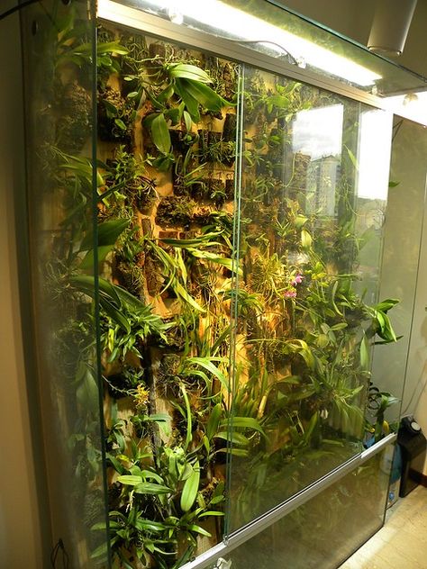 Orchid Walls, Tropical Terrariums, Orchid Terrarium, Indoor Plant Display, Orchid Plant Care, Diy Greenhouse Plans, Indoor Greenhouse, Orchids Garden, Growing Plants Indoors