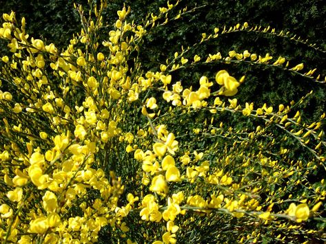 HERBAL PICNIC: SCOTCH BROOM The flowers & stems of the Scotch broom plant are used as an herbal remedy primarily for heart problems & bleeding conditions. You can also use it to ease menstrual symptoms, relieve swelling & to treat gallstones & kidney stones.  Used with uva-ursi, cleavers & dandelion makes an excellent remedy for cleansing the kidneys & bladder & to increase the flow of urine. Sweet Broom, Broom Plant, Menstrual Symptoms, Art Sherpa, Uva Ursi, The Art Sherpa, Wiccan Crafts, Herbal Magic, Witch Broom